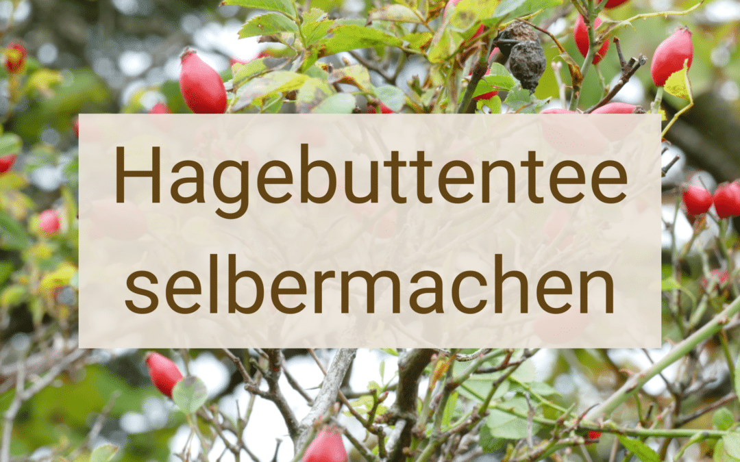 Erkältungszeit: Hagebuttentee selbermachen